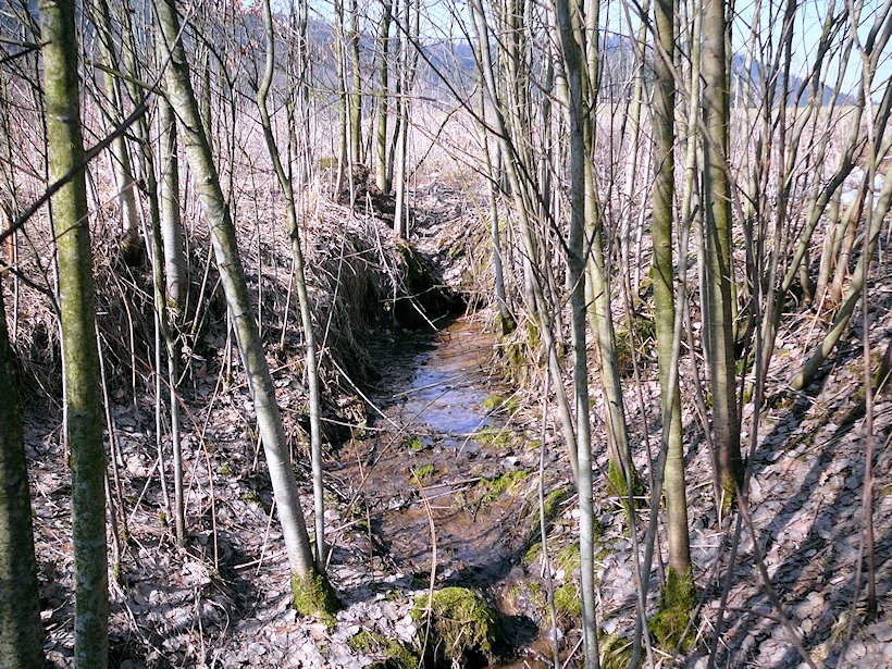 Pramen Ostrovského potoka (6555) - březen 2013