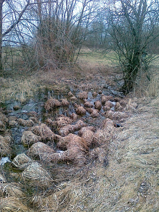 prameniště Pramen Lačnovského potoka (6578) - březen 2013