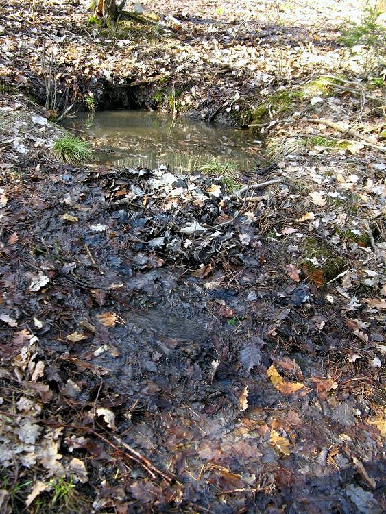 studánka Na Kosíři (6626) - duben 2013