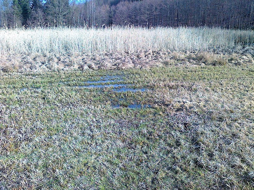 prameniště Nad Adamovým jezerem (6657) - duben 2013