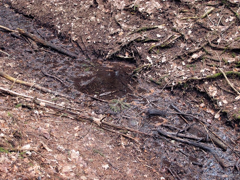 pramen Zichoveckého potoka (6686) - duben 2013