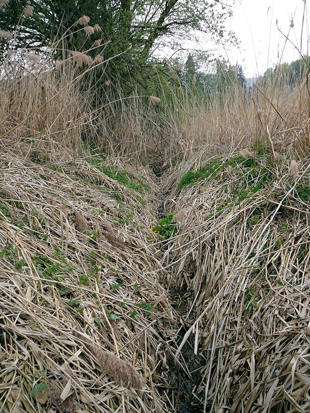 pramen Na Lesní trati (6736) - květen 2013