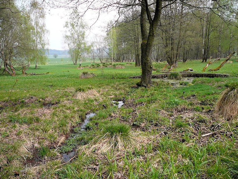 prameniště U Kaštánku (6751) - květen 2013