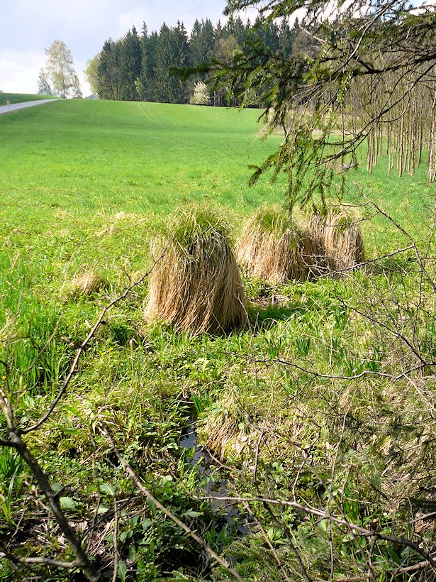 pramen V Končinách (6780) - květen 2013