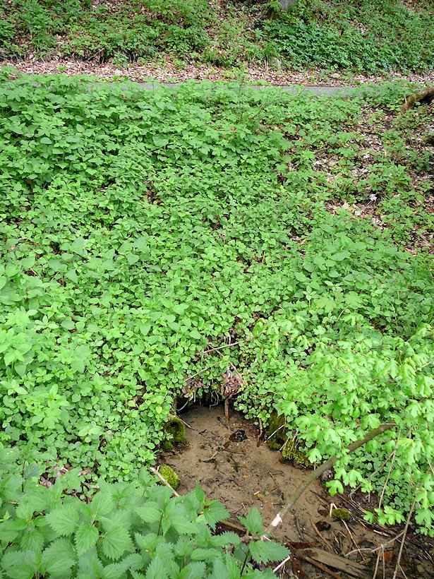 pramen Pod cyklostezkou (6789) - květen 2013