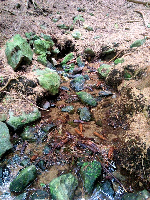 pramen V Hlubokém žlebě (6876) - květen 2013