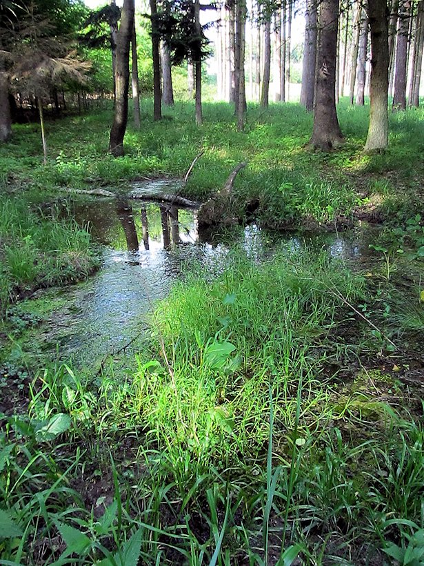 Kančí studánka (6955) - červen 2013