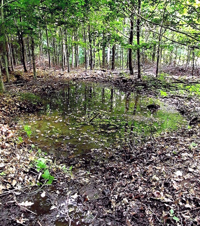 Honzova studánka (6956) - červen 2013