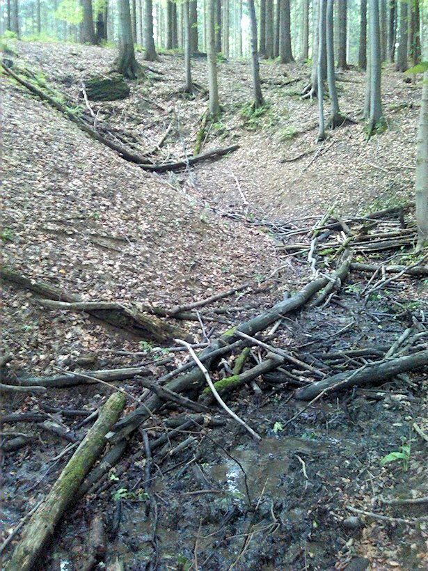 pramen Ve Vrchnostenských lesích (6960) - červen 2013