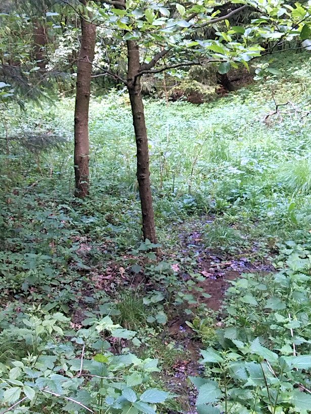 pramen Nad Brlenkou (6985) - červen 2013