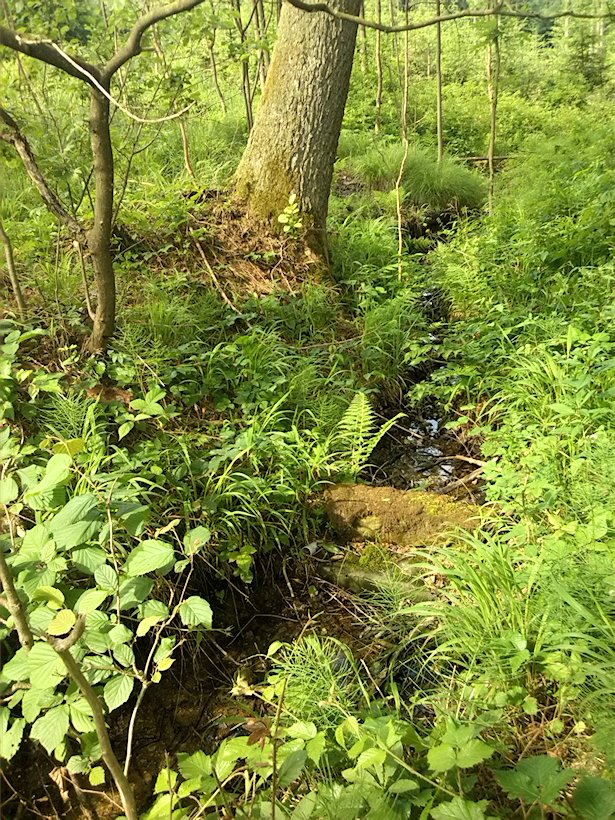 studánka U Katrštejna (6986) - červen 2013