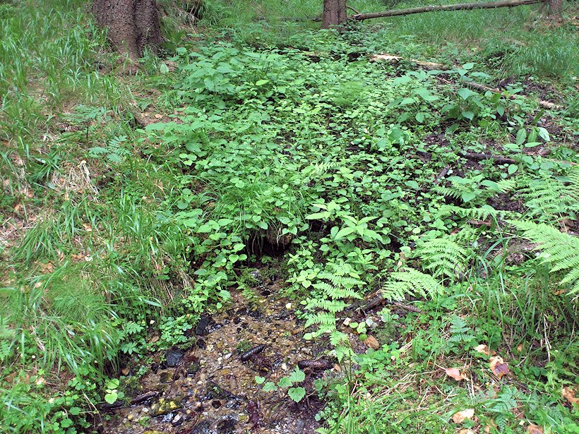 prameniště Ostašovský potok (6995) - červen 2013