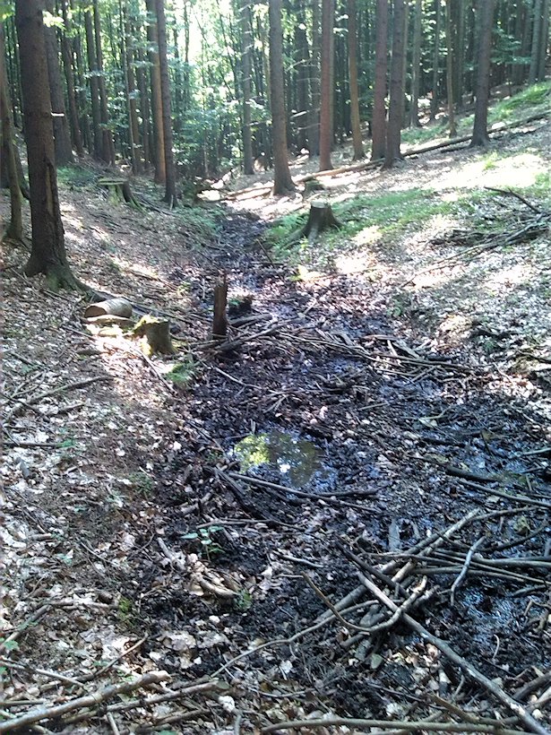 pramen V Horním Těšenci (7065) - červenec 2013