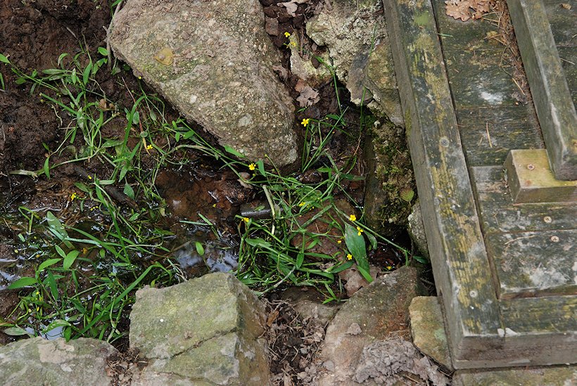 studánka Nad Haldou (7241) - srpen 2013