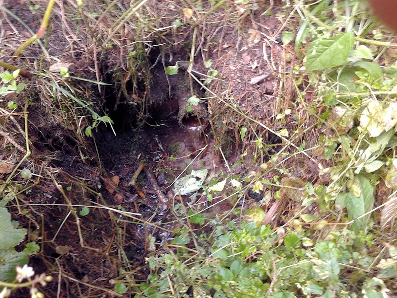 studánka bez jména (7351) - srpen 2013