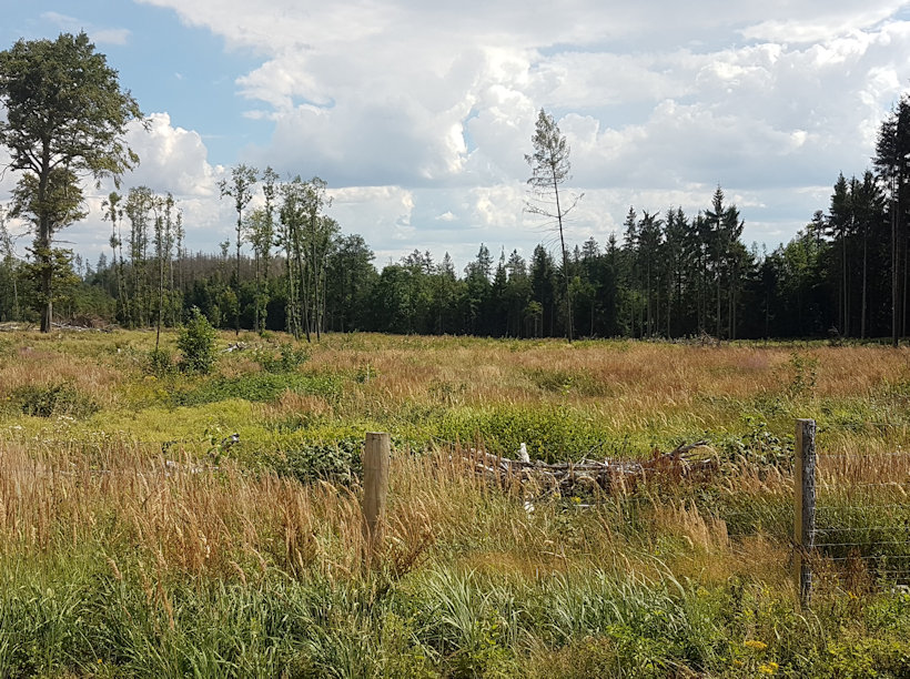 studánka Pod divokým angreštem (7407) - srpen 2022