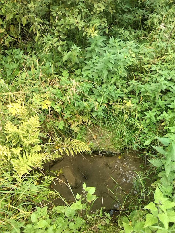 studánka Pod garáží (7546) - září 2013