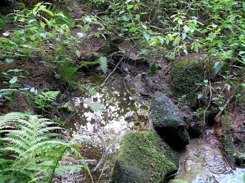 studánka Pod Janovkou (7688) - říjen 2013