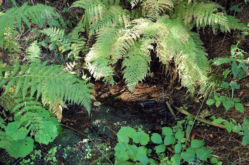 studánka Pod Javorníkem (7737) - listopad 2013