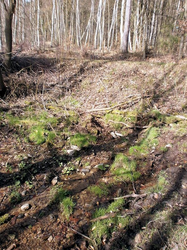prameniště pramen Divokého potoka (8198) - březen 2014