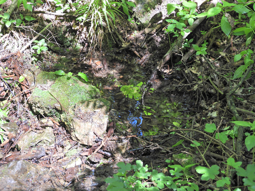 studánka Pod Skalou (8337) - červen 2019