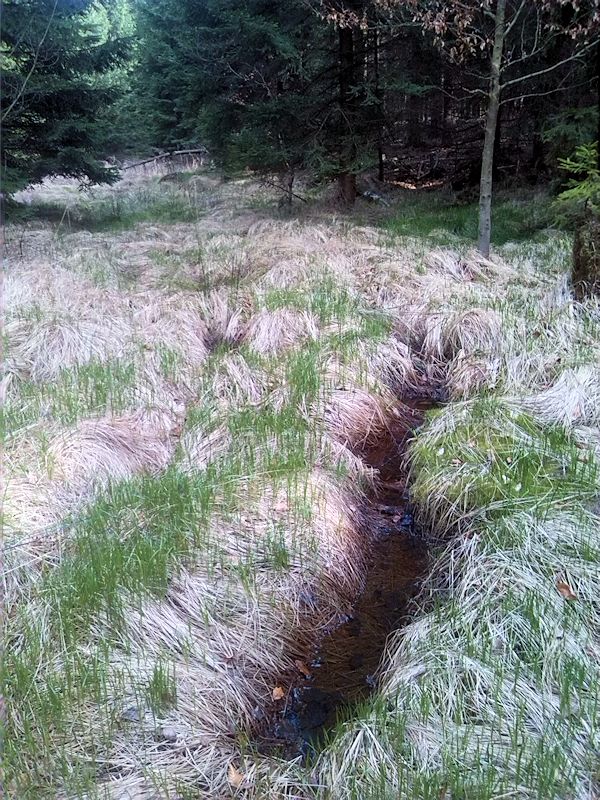 pramen Nad Novovaldeckým (8354) - duben 2014