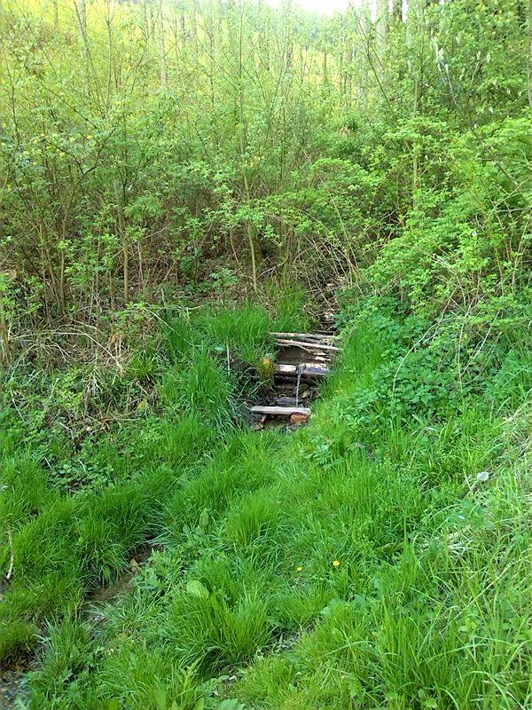 studánka U Belvedéru (8421) - květen 2014
