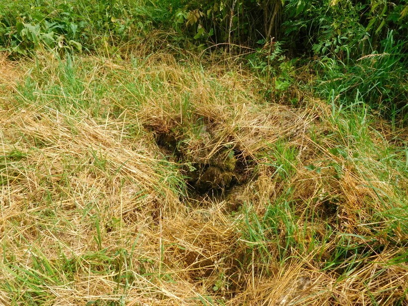 studánka Červený důl (8525) - červenec 2023