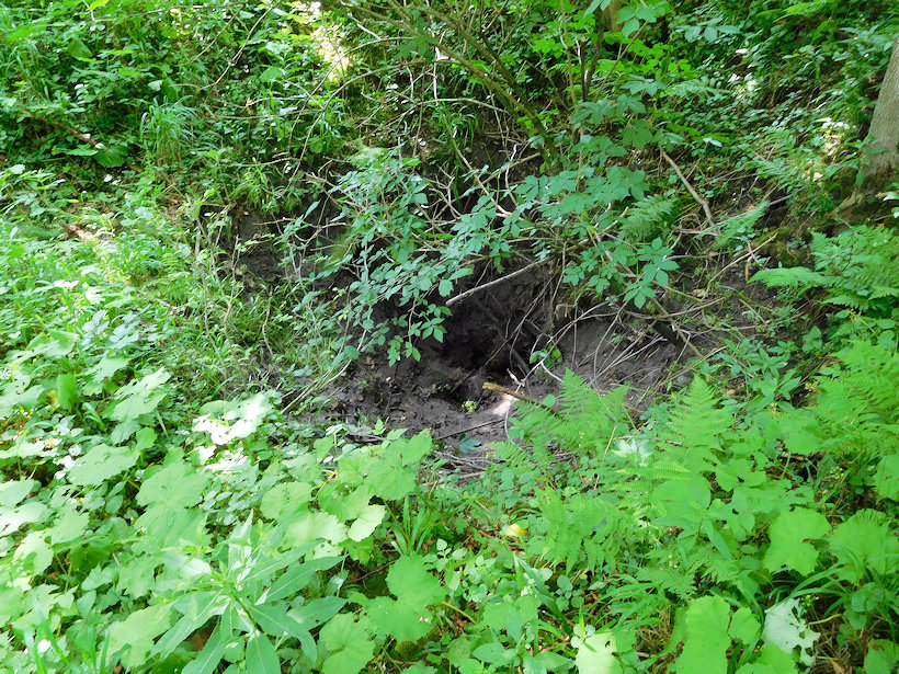 vyvěračka U Slonkovy chaty (8532) - červenec 2020