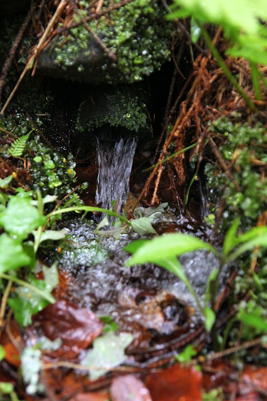 studánka Mičulky (8561) - květen 2014