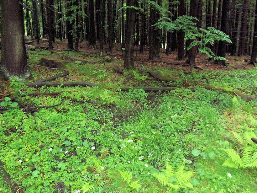 pramen Pod serpentinou (8648) - květen 2014