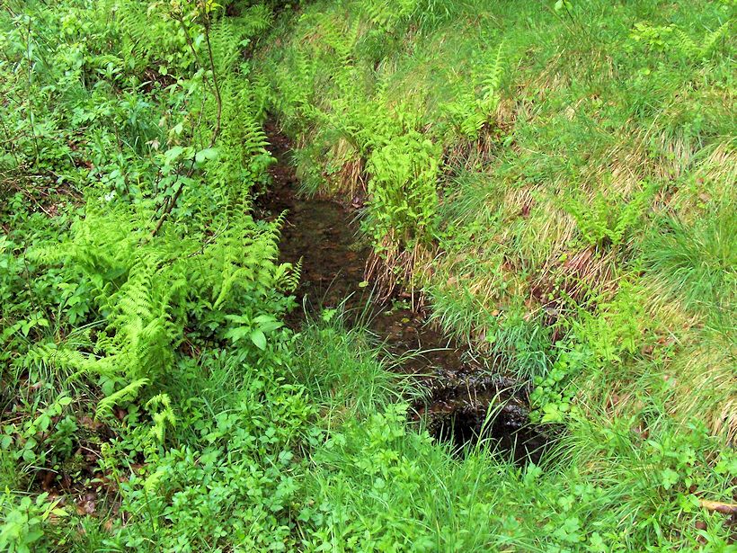 studánka U samoty (8649) - květen 2014