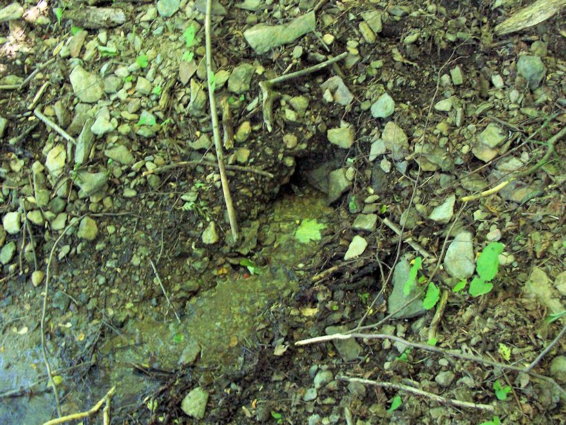 pramen Pod Šibeničním vrchem (8697) - červen 2014