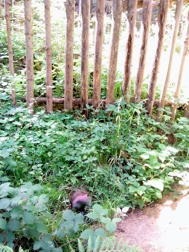 Maršovská studánka (8706) - červen 2014