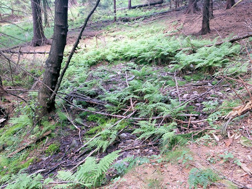studánka bez jména (8737) - červen 2014