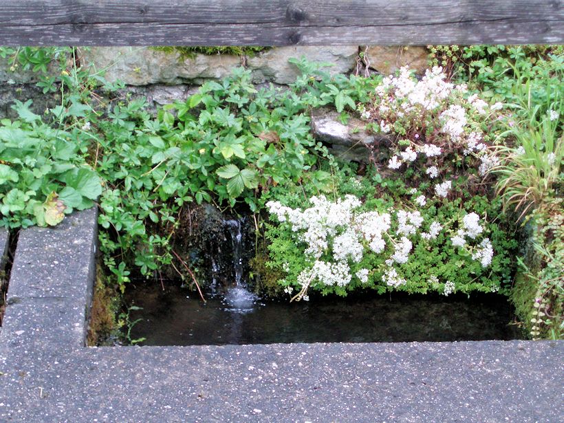 studánka Menší haltýř (8816) - červenec 2014