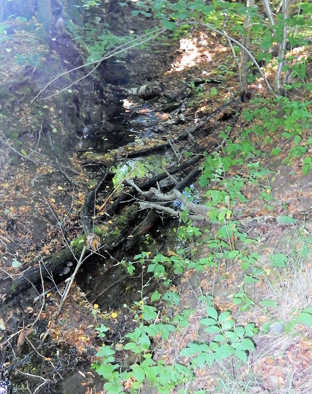 Morašický pramen 2 (10116) - září 2015