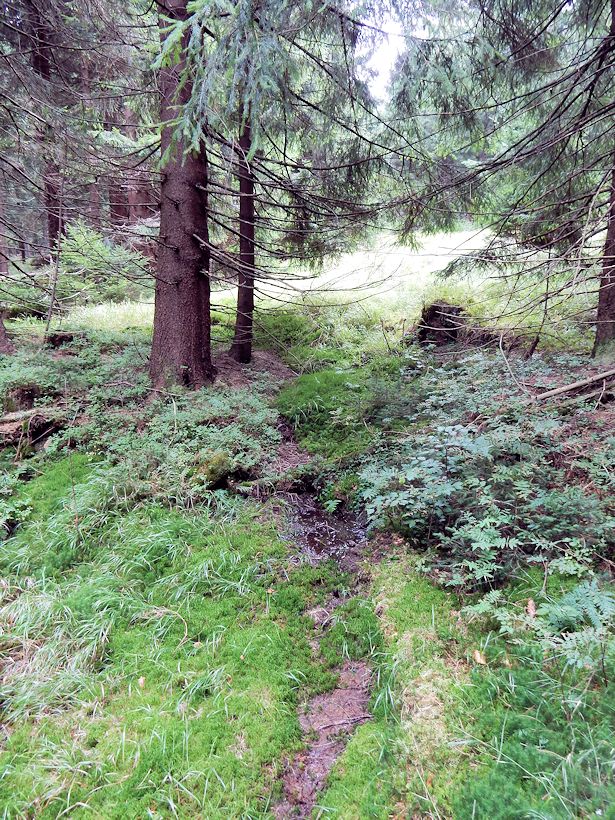 pramen Těchonínský potok 1 (10159) - říjen 2015