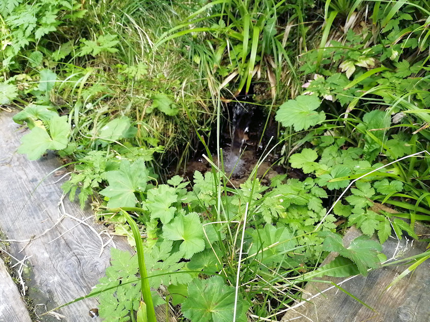 studánka U Růžové boudy (10267) - srpen 2022