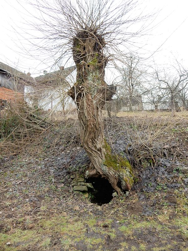 studánka Pod vrbou (10476) - březen 2016