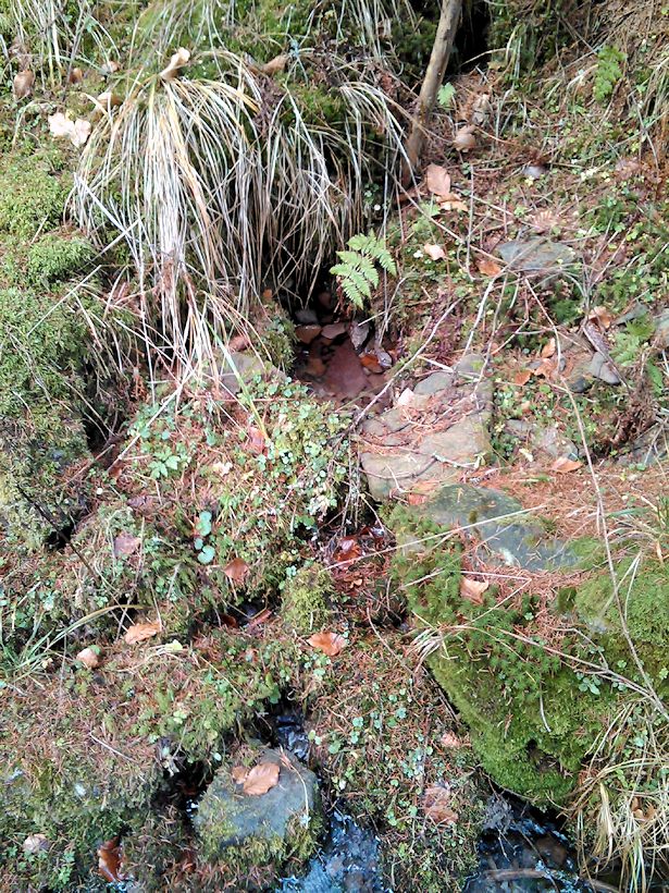 studánka Evkina vlčí voda a bludná hůl (10490) - březen 2016