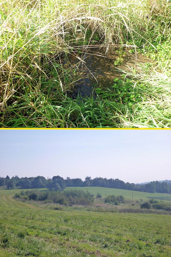 prameniště Bečovský potok (9113) - září 2014