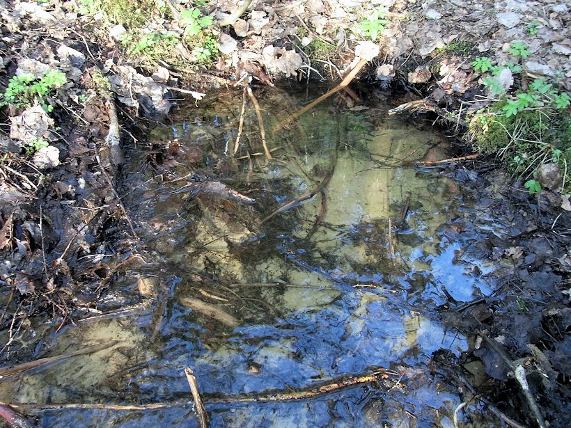 prameniště Mimoňský pramen (9673) - duben 2015