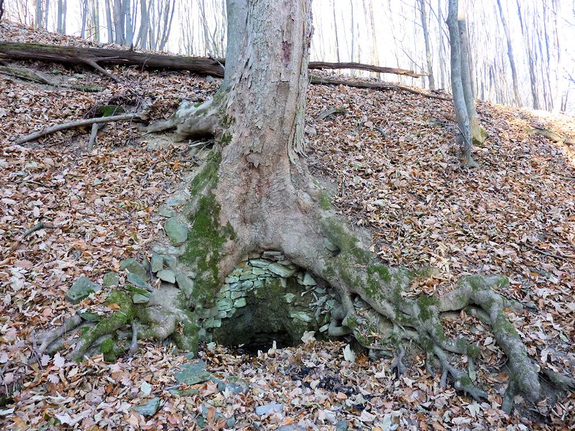 studánka Pod  velkým stromem (9862) - květen 2015