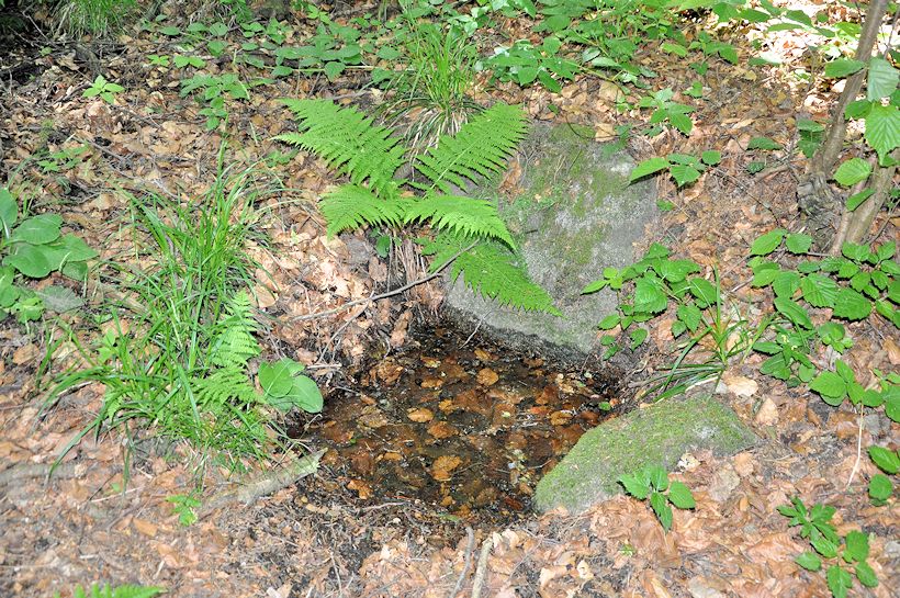 studánka U Lubenských pasek (9885) - červen 2015