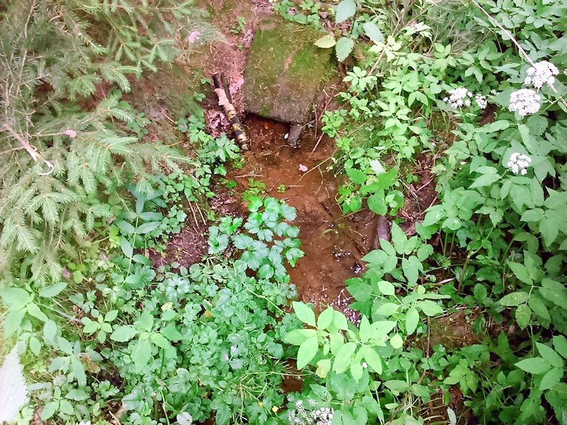 studánka Za Lesy (9942) - červen 2015