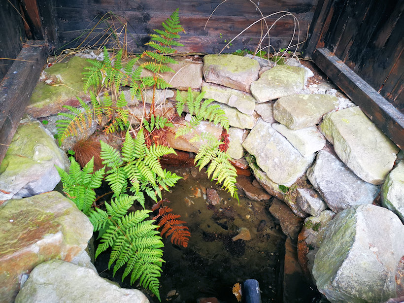 studánka Pod Ohrádkou (9948) - prosinec 2020
