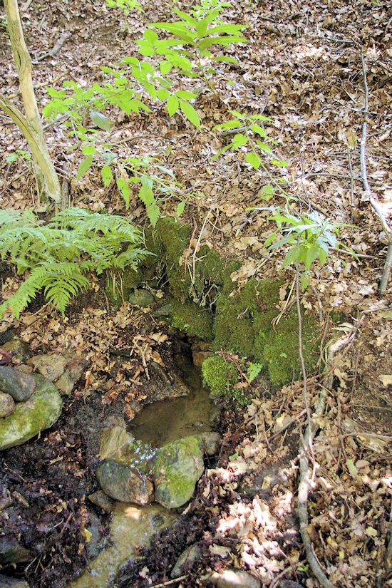 studánka Pod dubem (9952) - červenec 2015