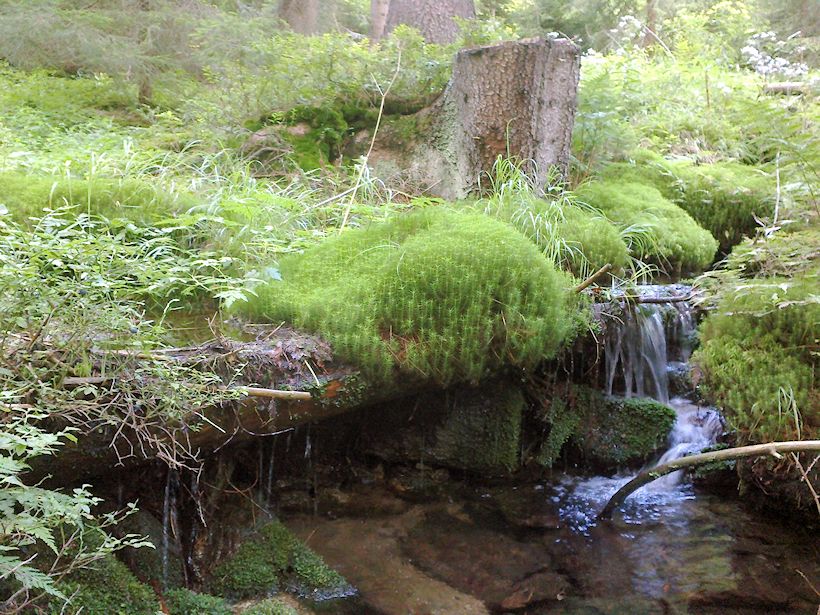 Novolosinská studánka (9996) - červenec 2015