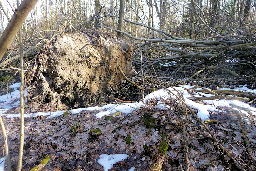 studánka Holčičí pramen (10573) - únor 2019